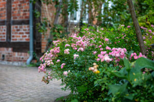239053PM_foto_12